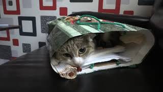 Кошка бабося в спряталась в пакет