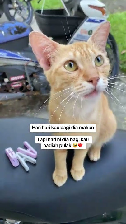 Haiwan pun tahu menghargai🥹•Credit: Tiktok amybudakbaik