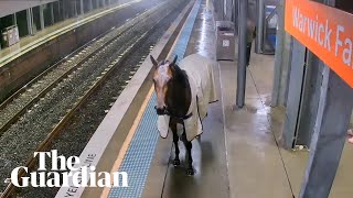 CCTV captures horse trotting into Sydney's Warwick Farm railway station to escape storm