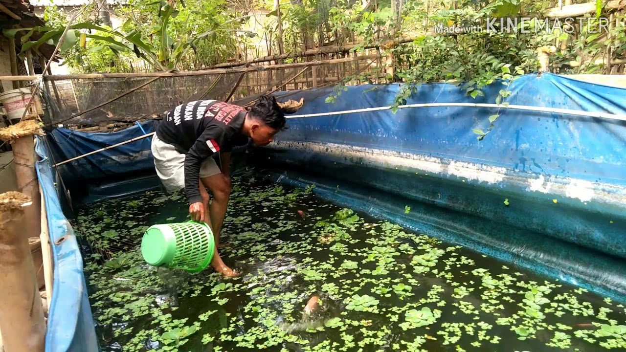 Ikan nila dan patin di kolam terpal 