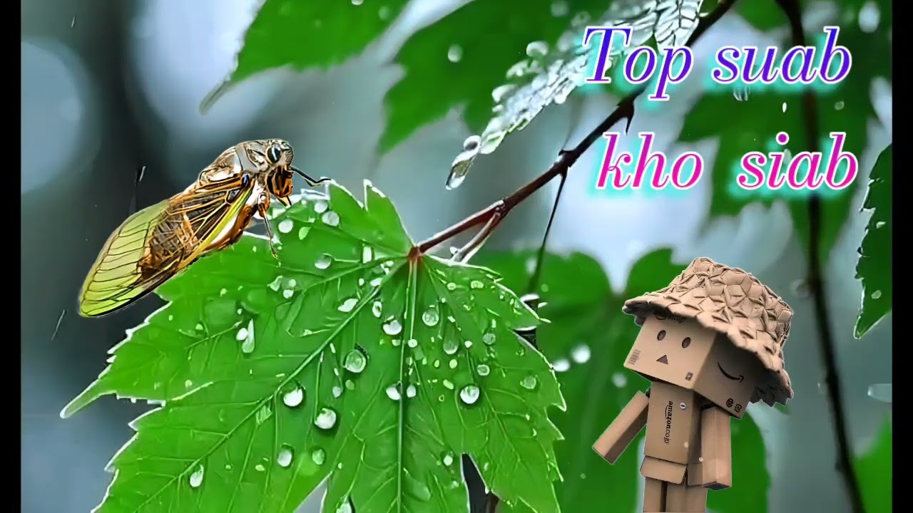 Top suab kho siab heev. Chim chim lub siab tag kuv tiam neej os nkauj hmoob 💔💘☠️😭🪰