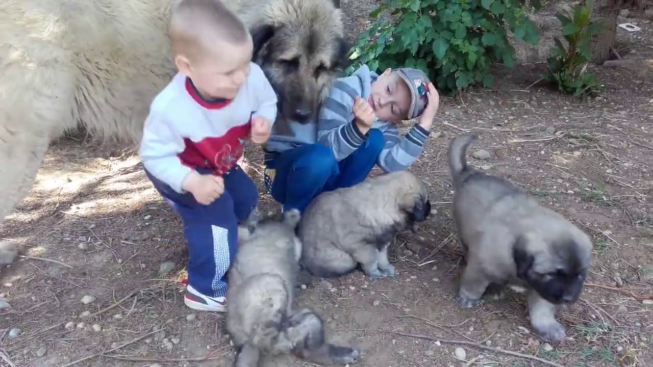 Illyrian shepherd puppies and kids playtime  qeni i sharrit dhe femijet duke luajtur sebashku 