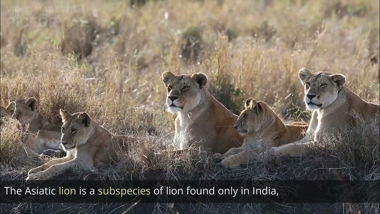 Most 10 Popular Animals Of India Top 10 Indian Popular Animals YouTube most-10-popular-animals-of-india-top-10-indian-popular-animals-youtube