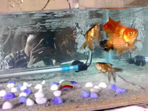 tajiel77 Ikan Mas Koki (siang) - YouTube