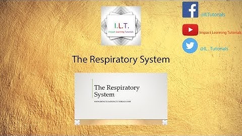 GCSE PE Revision Learn About The Respiratory System