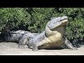 Massive crocodile found in Sri Lanka