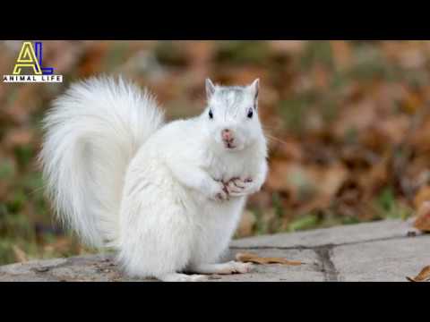حياة السناجب وانواعه المختلفة- squirrel animal