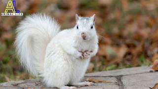 حياة السناجب وانواعه المختلفة- squirrel animal