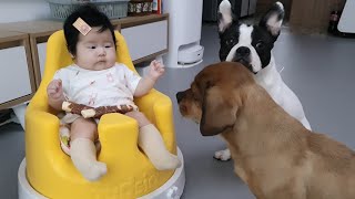아기와 개를 같이 키우면 위험해요!