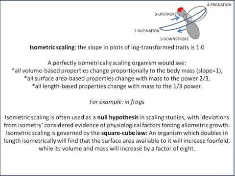 Allometry - Concepts and characteristics