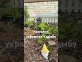 Камелия в саду в мае #садоводство #дача #сад