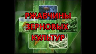 Бурая ржавчина  (Puccinia recondita) и другие ржавчины зерновых культур