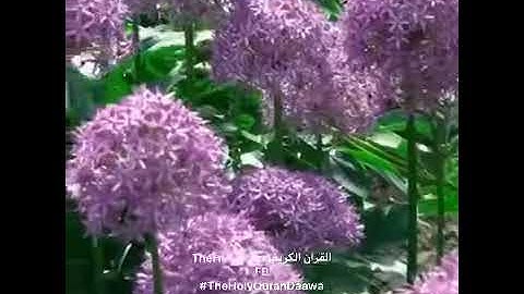 مقاطع قصيرة للقرآن الكريم/الشيخ يوسف العيدروس✅❤️✅