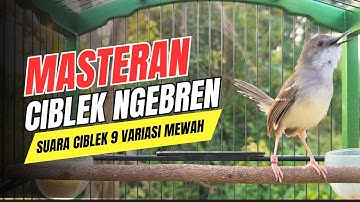 MASTERAN CIBLEK NGEBREN 7 VARIASI COCOK UNTUK MASTERAN DAN PANCINGAN CIBLEK GACOR