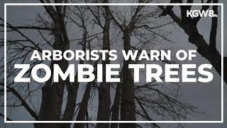 Arborists warn of 'Zombie trees' Details