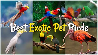 Best Exotic Birds to Keep As Pets at Home