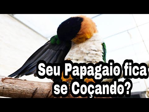 Vídeo: Por Que Os Papagaios Coçam