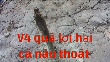 Frog toon V4 - Kẻ săn lùng cá lóc đã trở lại và lợi hại hơn xưa - Vinh Ròm