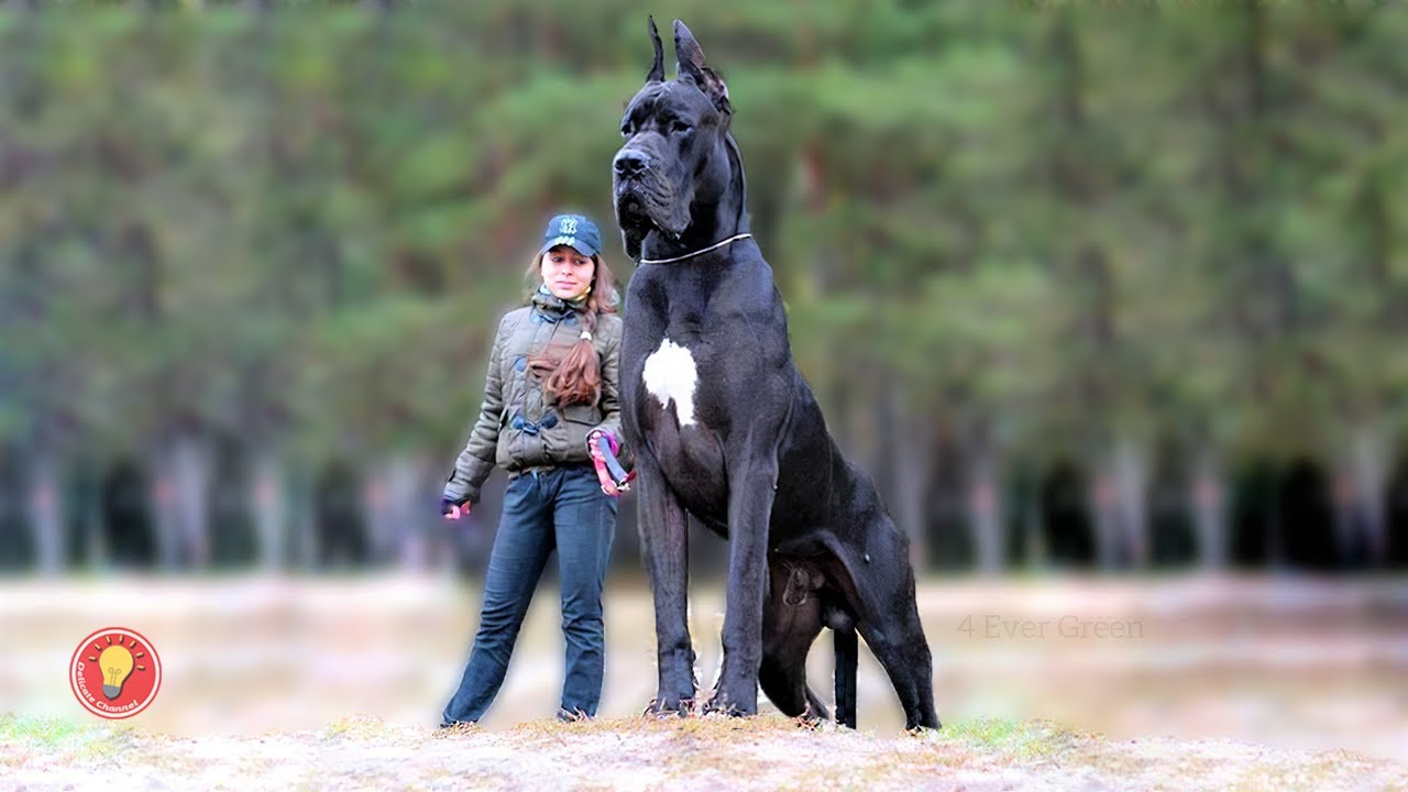 Огромные собаки видео. Немецкий дог и тибетский мастиф. Немецкий дог с человеком. Немецкий дог самая большая собака в мире. Английский дог с человеком.