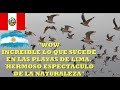 Prensa argentina asombrada con las playas de Lima y las aves que la inundan