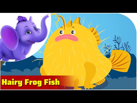 Hairy Frog Fish