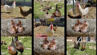 Altsteirer Hühner - Vergleich der Küken mit ausgewachsenen Hennen + Glucke + Hahn - Wildbraun,  Weiß
