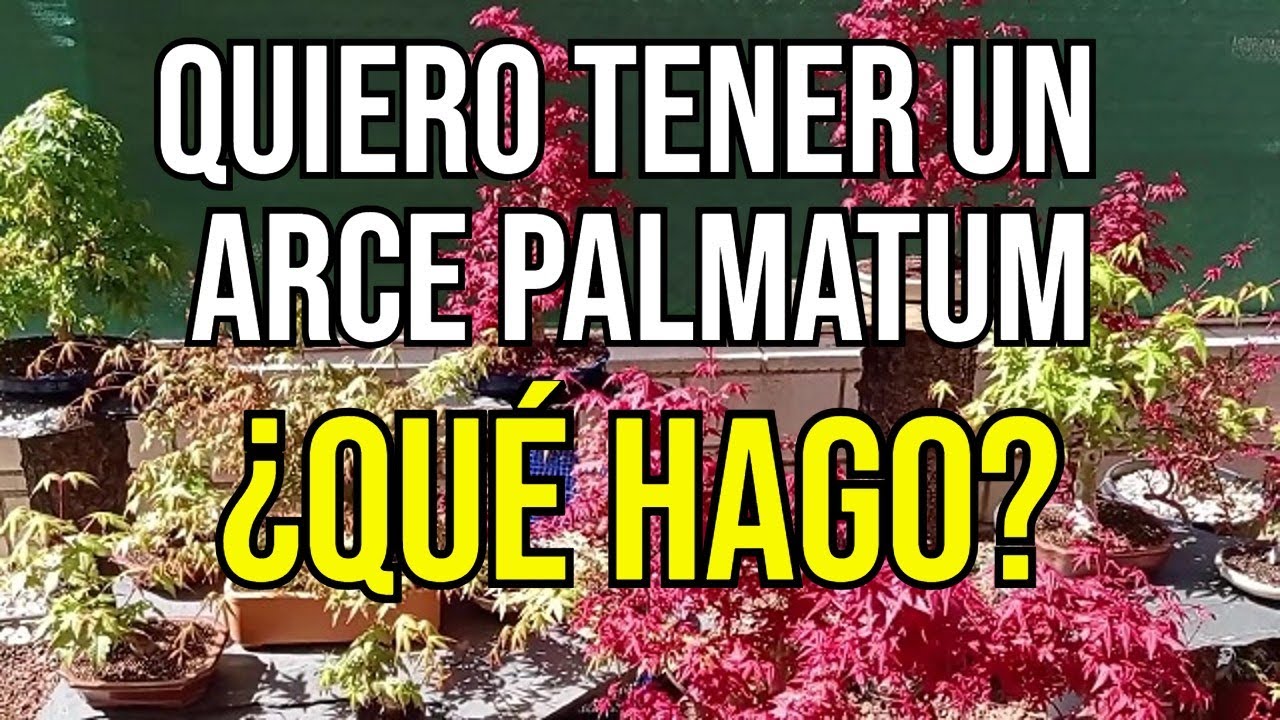 Cómo empezar con un Arce Palmatum y así evitar que se me muera - BONSÁI