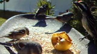 WSBC0555.AVI