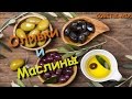 Все что нужно знать об оливках и маслинах. Разница маслин и оливок