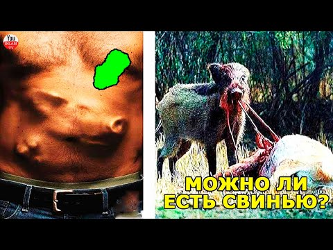 А ВЫ ЗНАЕТЕ ПРИЧИНЫ ЗАПРЕТА СВИНИНЫ В ИСЛАМЕ? ПОЧЕМУ ПРОРОК ЗАПРЕТИЛ ЕСТЬ СВИНИННУ? хадис пророка