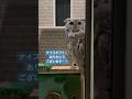 ギフト🎁に小声で喜ぶ主ライブ ハイライト7/27 #owl #フクロウ