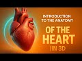 Introduction to the anatomy of the heart in 3D🔥. #anatomy #humananatomy #3danatomy #biology #cardio