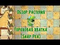 Обзор Гороховой хватки (Snap Pea), растение из Plants vs Zombies 2