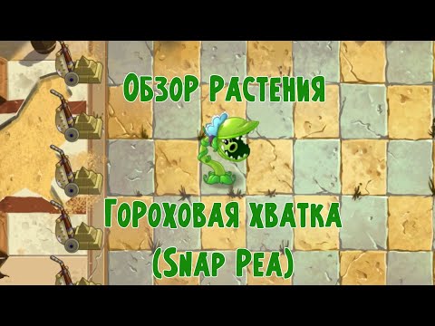 Видео: Super Snappy Pea Информация: Отглеждане на Burpee Super Snappy Грах в градините