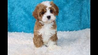 Blue Diamond Cavapoos Tour