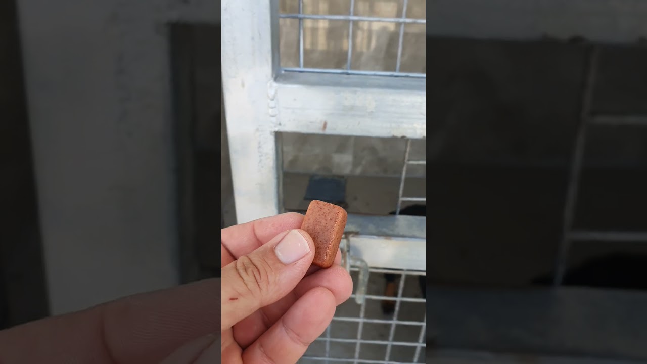 NexGard spectra (dog shelter)