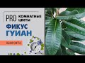 Фикус американский Гуиан. Неприхотливый крупномер