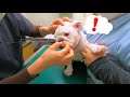 病院で痛い事をされても文句ひとつ言わなかった子犬を称えたい！