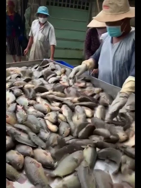 Ikan Papuyu atau Betok Segede Hp Android 😱😱😱😱 #PapuyuBabon #PanenBetok