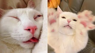 Funniest Cats | Don't try to hold back Laughter | Cutest Lands Part 59 by Cutest Lands 1,027 views 1 year ago 4 minutes, 51 seconds