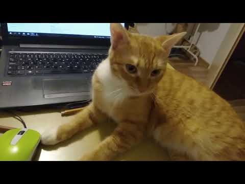 Video: 4 způsoby, jak se starat o koťata