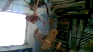 Living With Spiders...