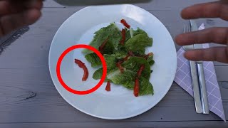 GMO Tomato Swims like a Fish in my salad!