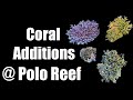 New Unique Corals Added to 17,000-Gallon Reef 🐠