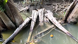 Ternyata pohon nipah tua sarang ikan kakap putih! Mancing kakap putih Ternyata pohon nipah tua sarang ikan kakap putih! Mancing kakap putih