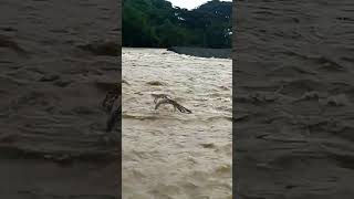 Typhoon Paolo Brings Rising Waters to Dupinga River in Gabaldon #TyphoonPaolo  #newsph #news #newsph