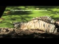 72 Dangerous Animals - Croc Attack