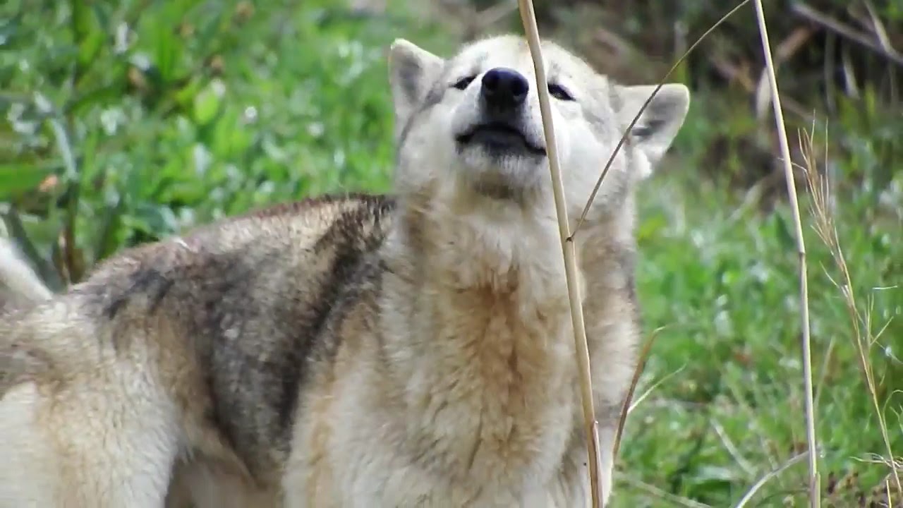 犬 が しっぽ を 振り ながら 吠える