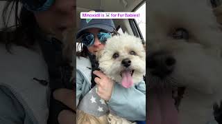 🚨 Attention pet owners! 🚨 Did you know minoxidil (the active ingredient in hair loss treatments)