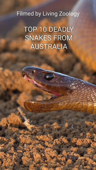 Australia's 10 most dangerous snakes